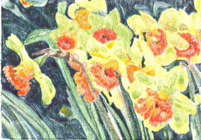 Daffodils