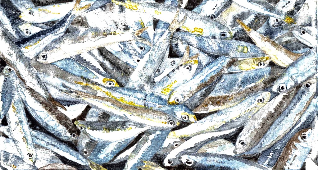 Sardines